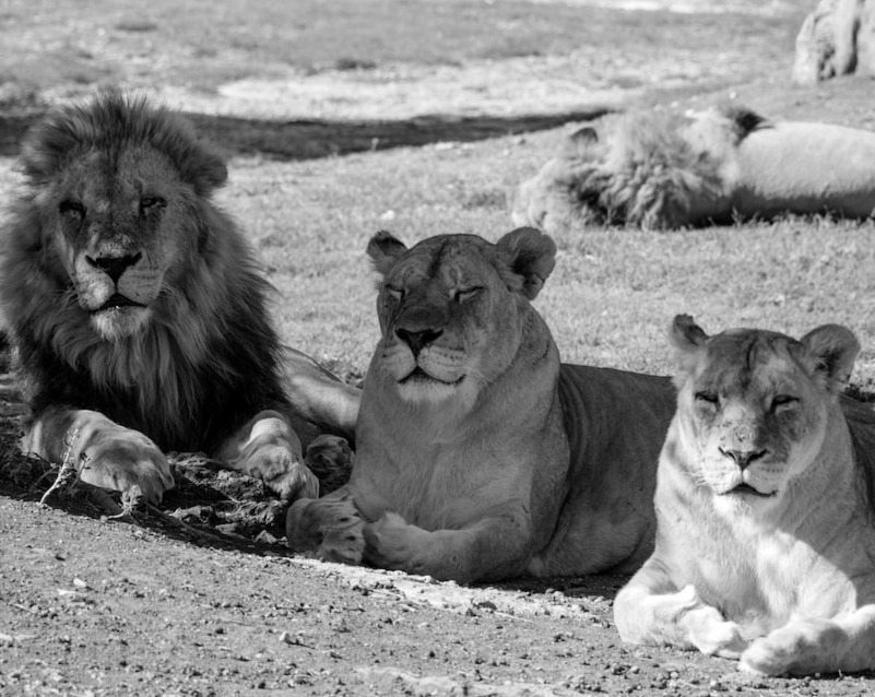 Lion and lioness sitting and listening