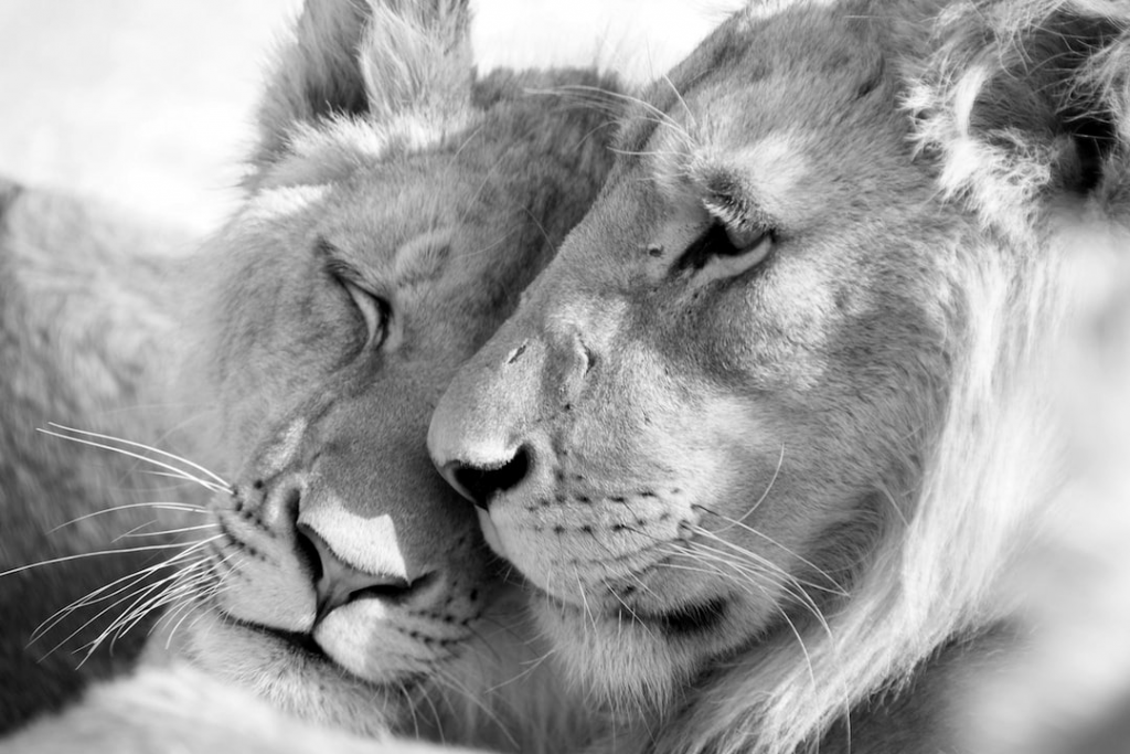 Lions cuddling